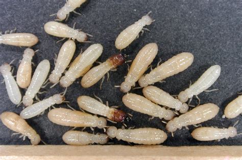Drywood Termites Above And Beyond Pest Control