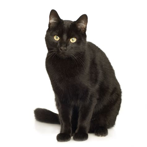 A german cat superstition says that to dream of a black cat at christmas is a warning of a serious illness to come. Μαύρη γάτα - Ειδήσεις - νέα - Το Βήμα Online