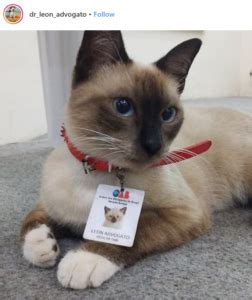 235,280 likes · 72 talking about this. Stray Kitty Moonlights as Lawyer | California Employment ...