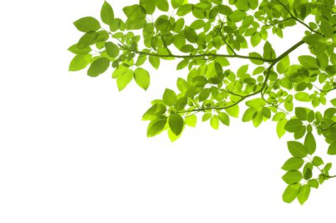Green Leafs Png Transparent Background Free Download