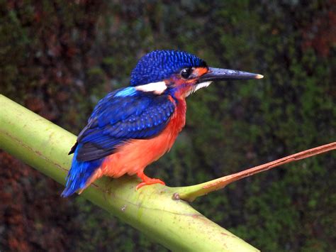 Blue Eared Kingfisher Profile Facts Call Bird Baron
