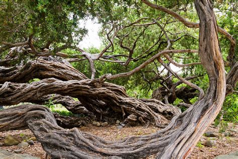 Gnarly Tree Ii Photograph By Bernard Barcos