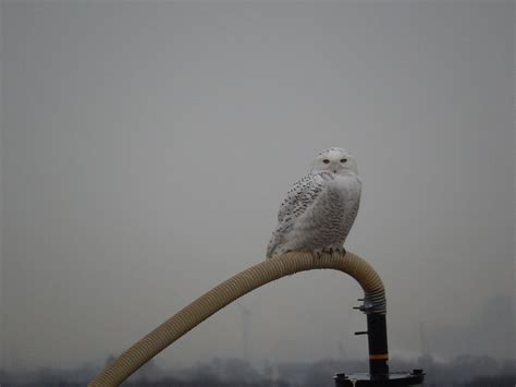 Snowy Owl Sighted At Freshkills Freshkills Park