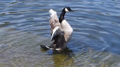 Canada Goose Regrowing Flight Feathers Youtube