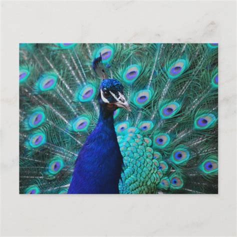 Pretty Peacock Postcard