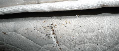 Do Bed Bugs Fly Can Bed Bugs Jump Or Move Fast Learn How They Spread