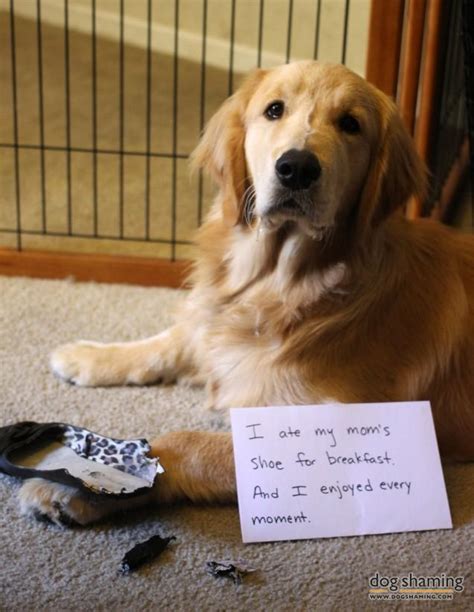 Dogs Feel No Shame Petspyjamas