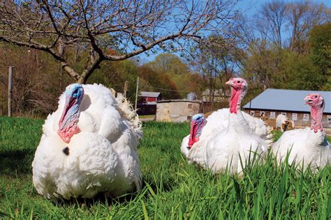 these local farms have everything you need for an at home thanksgiving feast rhode island monthly