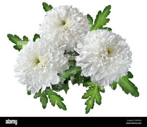 White Chrysanthemum Flowers Hi Res Stock Photography And Images Alamy