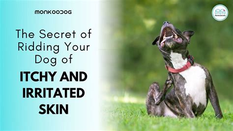 Secret Of Ridding Your Dog Of Itchy And Irritated Skin Monkoodog