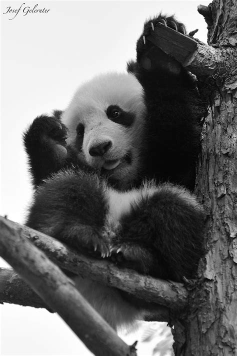 Panda Cub Bw By Josef Gelernter 500px