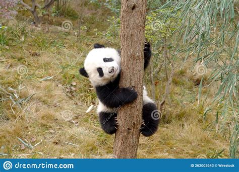 Cute Baby Panda Climbing A Tree Stock Image Image Of Tree Cute