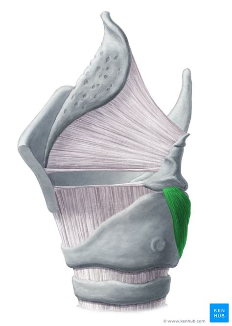 Muscles Of The Larynx Anatomy Function Diagram Kenhub Images