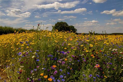 Summer Wildflower Meadows Wiltshire Uk Stock Photo Image Of