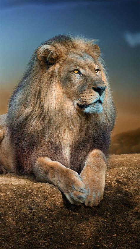 Beautiful Collection Of Over 999 Stunning Lion Images Full 4k Resolution