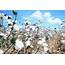 Cotton Crop Estimate Increased To 360 Lakh Bales For 2020 21  The