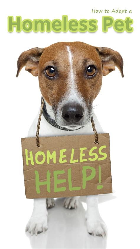 How To Adopt A Homeless Pet Recommended Tips Homeless Pets Pets