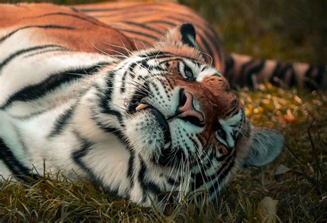 Top 112 My Favourite Animal Tiger In English