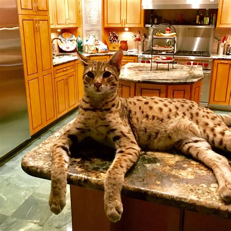 The most accepted evolutionary tree has domestic cats being tamed and bred from wild cats in the middle east; This is a Savannah cat, the largest domestic cat breed in ...