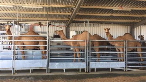 Camels are cheap to keep as they can live on feed such as thorny bushes which other animals cannot eat. Knowledgebase: Camels - Farm Transparency Project ...