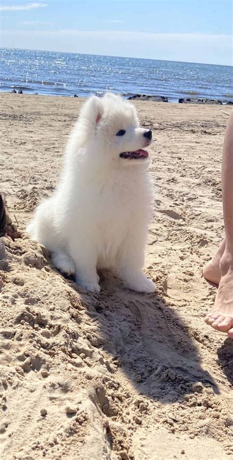 They Let Dumb Sluts Into Mensa On Twitter Rt Hourlysamoyeds At The