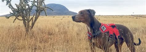 Meet The Dogs Saving Endangered Species Bbc Earth
