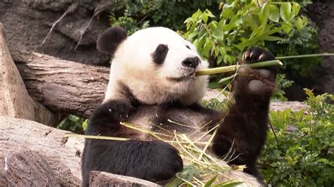 San Diego Zoo Holds Farewell Party For Giant Pandas Cgtn