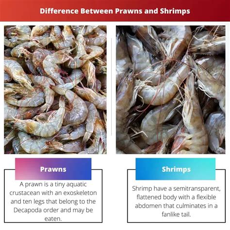 Prawns Vs Shrimps Difference And Comparison