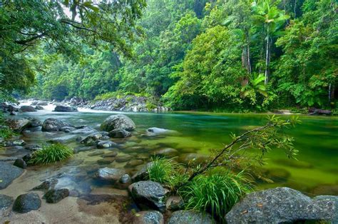 5 Rare Animals And Plants To Spot In The Daintree Rainforest Daintree