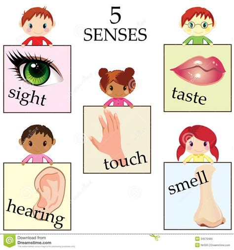 Five Senses Educational Concept Vector Illustration 34570466 1300×