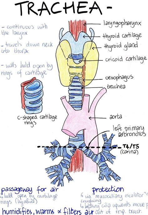 Respiratory System Nurse Study Notes Basic Anatomy And Physiology