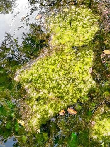 Lake Metacomet Algae Bloom Prompts Concern