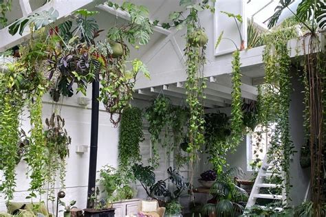10 Of The Best Indoor Hanging Plants To Help Transform Your Home Russh