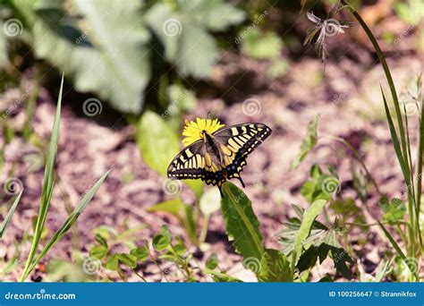 Butterfly On A Meadow Of Yellow Dandelions Selective Focus Shallow