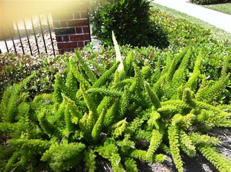 «@outdoorvoices houston astroturf and foxtail fern social seating. Foxtail ferns | Plants, Foxtail fern, Perennials