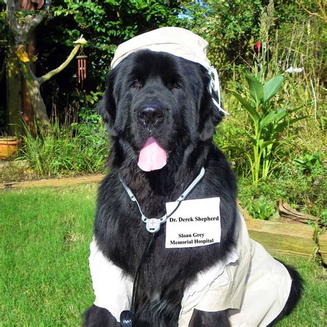 12 Newfies That Are Going To Get All Your Treats On Halloween