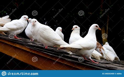 White Pigeons On The Roof Stock Photo Image Of Outdoors 248202400