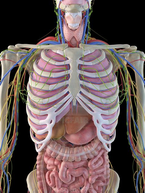 Find below organ within ribcage answer and solution which are part of puzzle page challenger many other players have had difficulties with organ within ribcage that is why we have decided to. Organs Within Ribcage : Dr Gaytri Gandotra Rib Cage Kidney Shoulder Vertebral Column Kidney ...