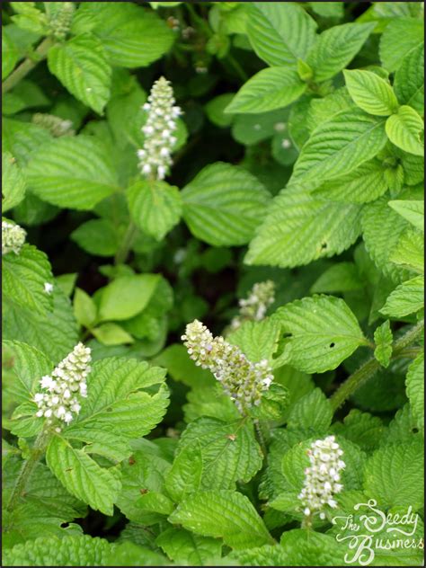 Platostoma Africanum — The Seedy Business