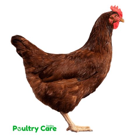 Rhode Island Red Chickens Breed Information Poultry Care Sunday