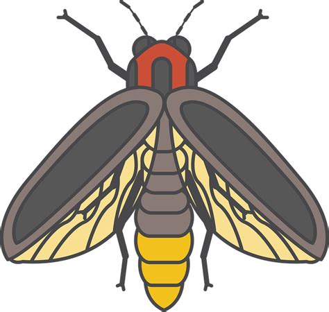 Firefly Png Transparent Images Png All