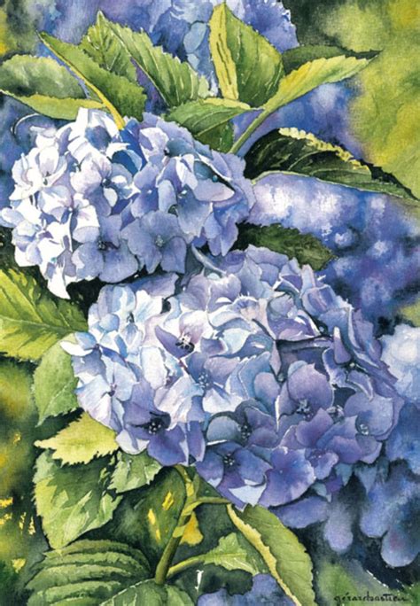 HᎧʀɬєŋᎦįaᎦ Gérard Bastien Hydrangeas art Watercolor flowers