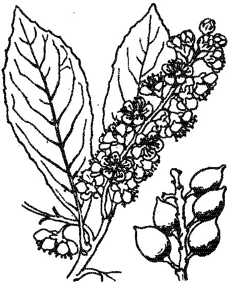 N Laurier Du Caucase Prunus Laurocerasus Parcours Biodiversit