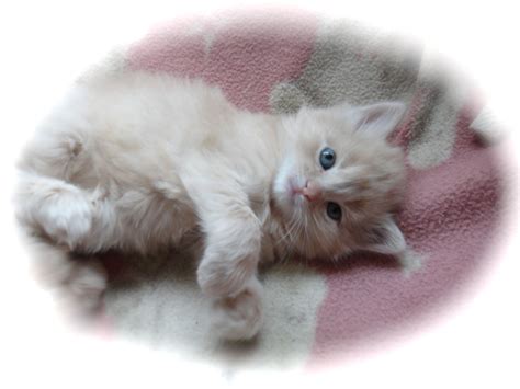Bellas Baby Kitten 5 Weeks Old~ Ragdoll X Cute Cats Baby Kittens