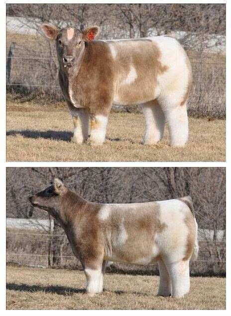 A Blow Dried Cow D Cute Funny Animals Funny