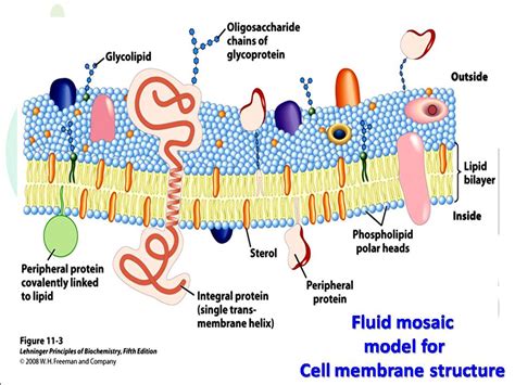 Fluid Mosaic Model For Cell Membrane Structure Biotech Mcq