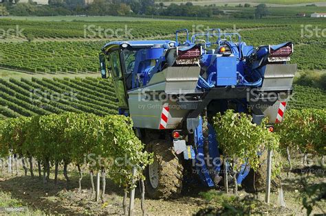 Mechanical Harvesting Of Grapes In The Vineyard Stock Photo Download