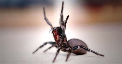 Top 10 Deadliest Spiders Top 10 Junky