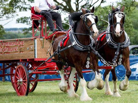 Heavy Horse Show At National Museum Of Rural Life East Kilbride What