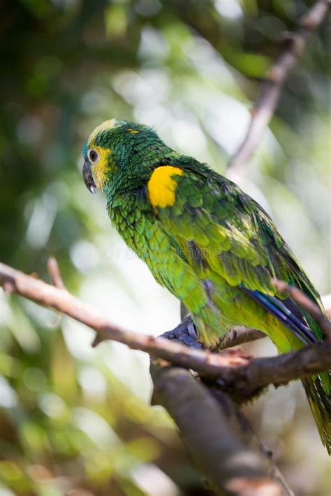 Parrot Portrait Of Bird Wildlife Scene From Tropic Nature Stock Photo